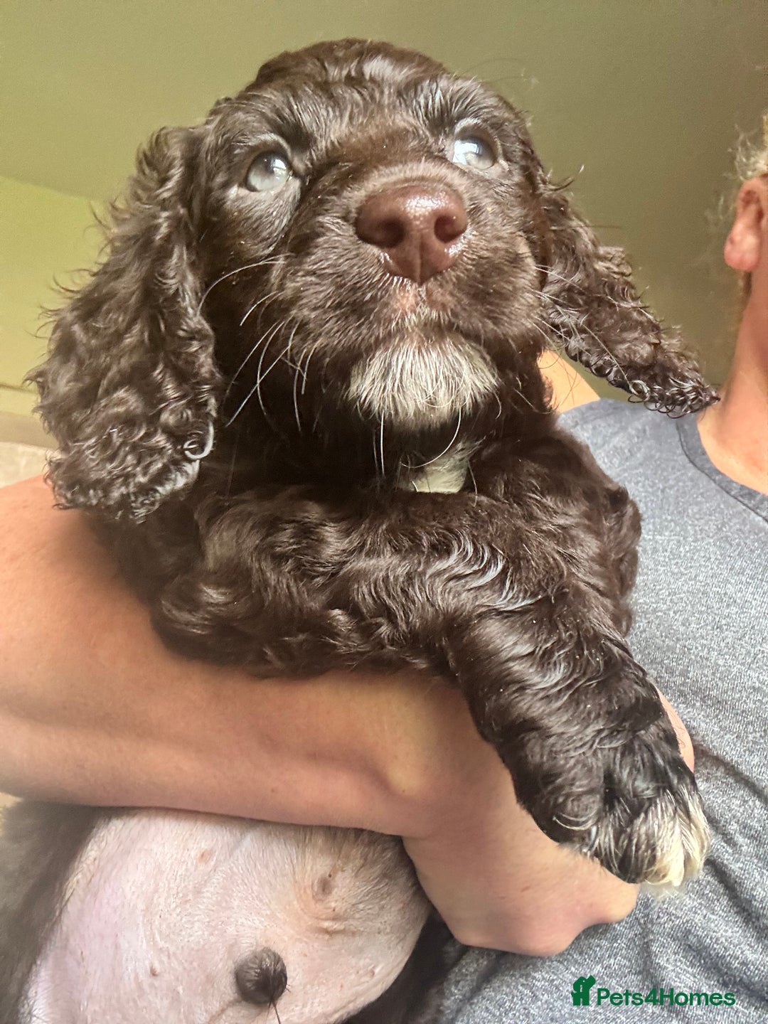 Cocker Spaniel dogs for sale: Cocker Spaniel pups. Ready 27/09/25 - Image 10