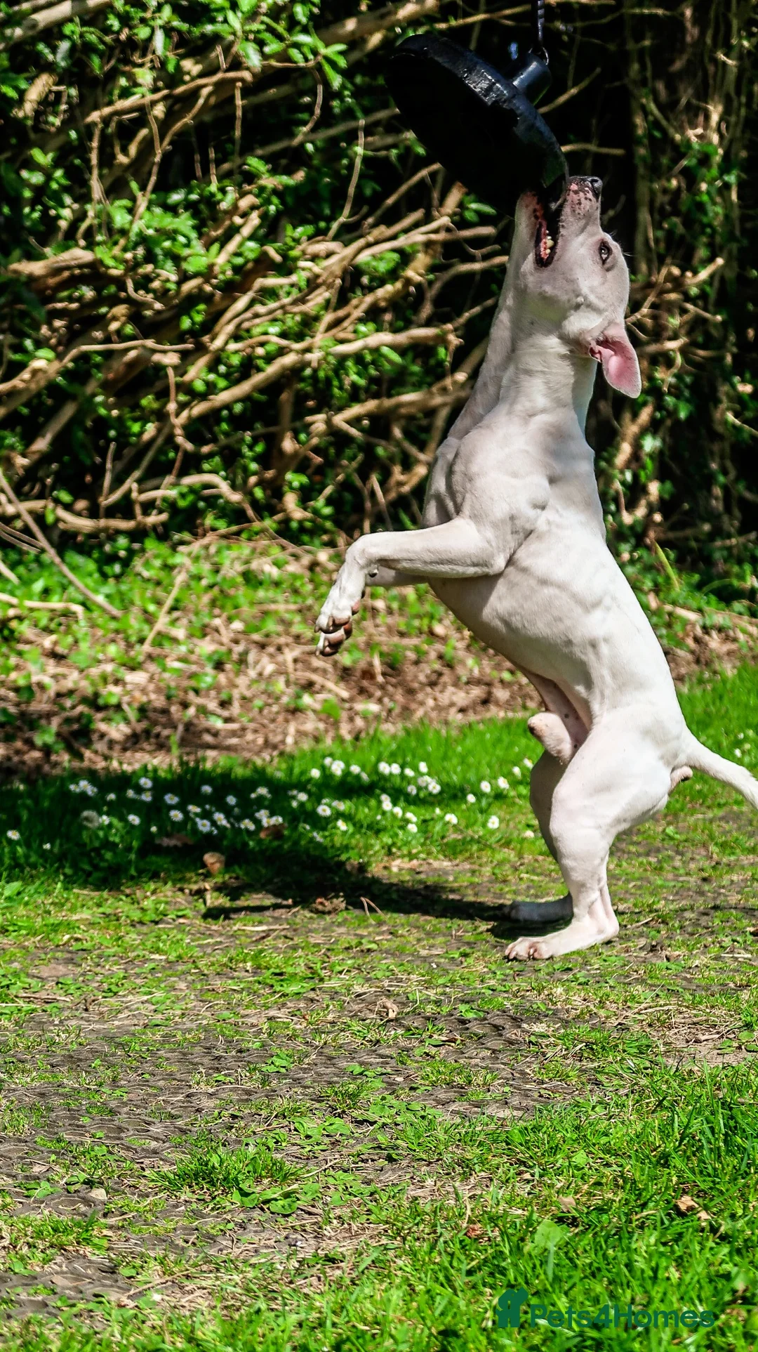 Staffordshire Bull Terrier dogs for stud: Proven stud  in Carlisle - Advert 7