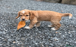 Cocker Spaniel dogs for sale: 3 litter cocker spaniels - Image 3