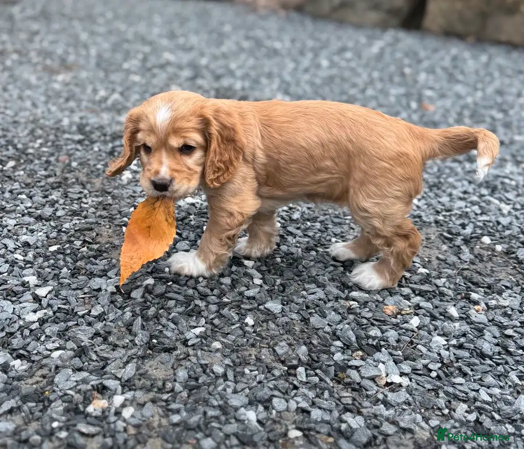 Cocker Spaniel dogs for sale: 3 litter cocker spaniels - Image 3