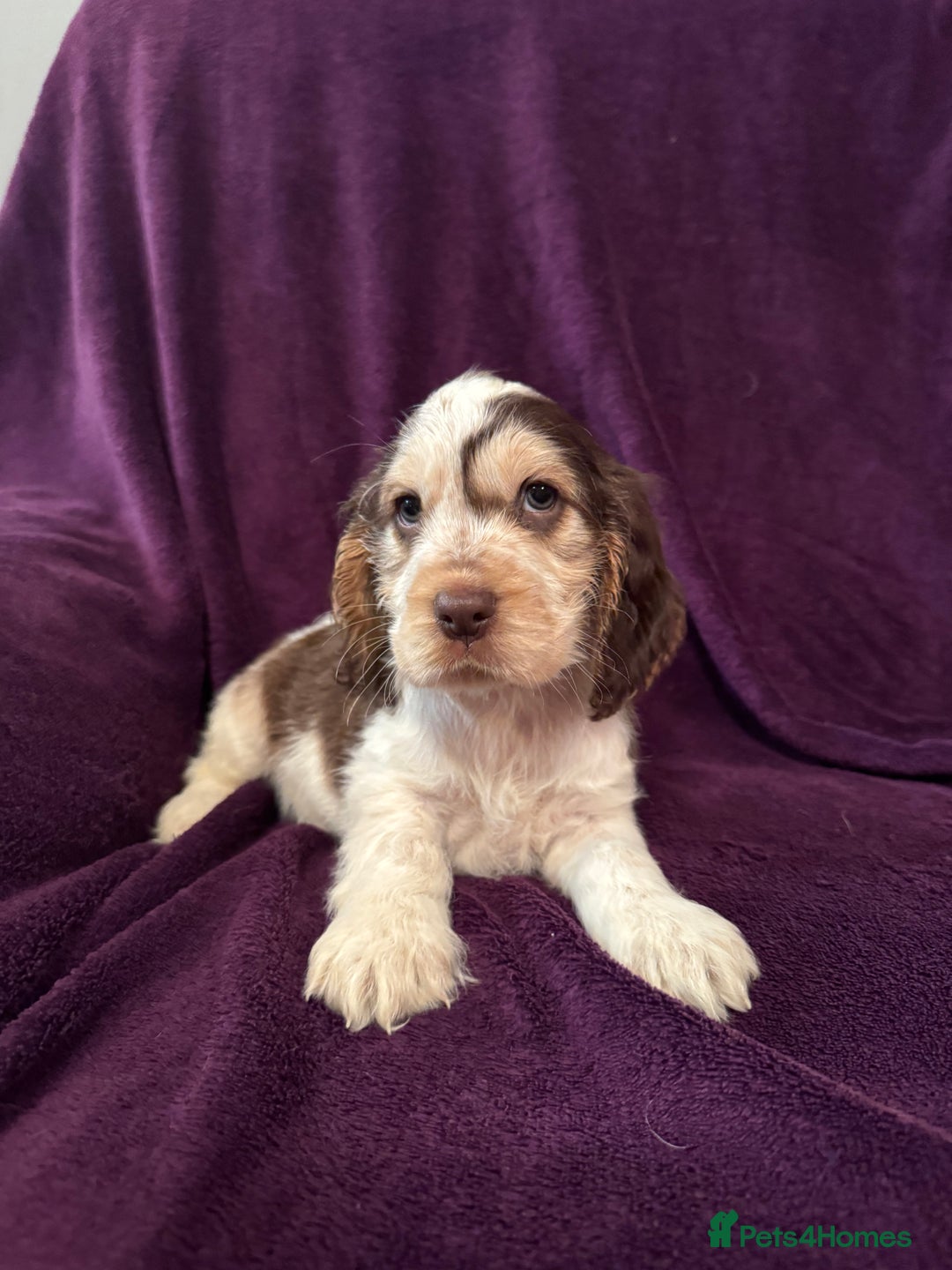 Cocker Spaniel dogs for sale: 🩷Stunning chocolate sable roan show type cocker🩷 - Advert 29