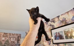 British Shorthair cats for sale: 4 Beautiful Black Kittens  - Image 15