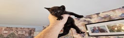British Shorthair cats for sale: 4 Beautiful Black Kittens  - Advert 15