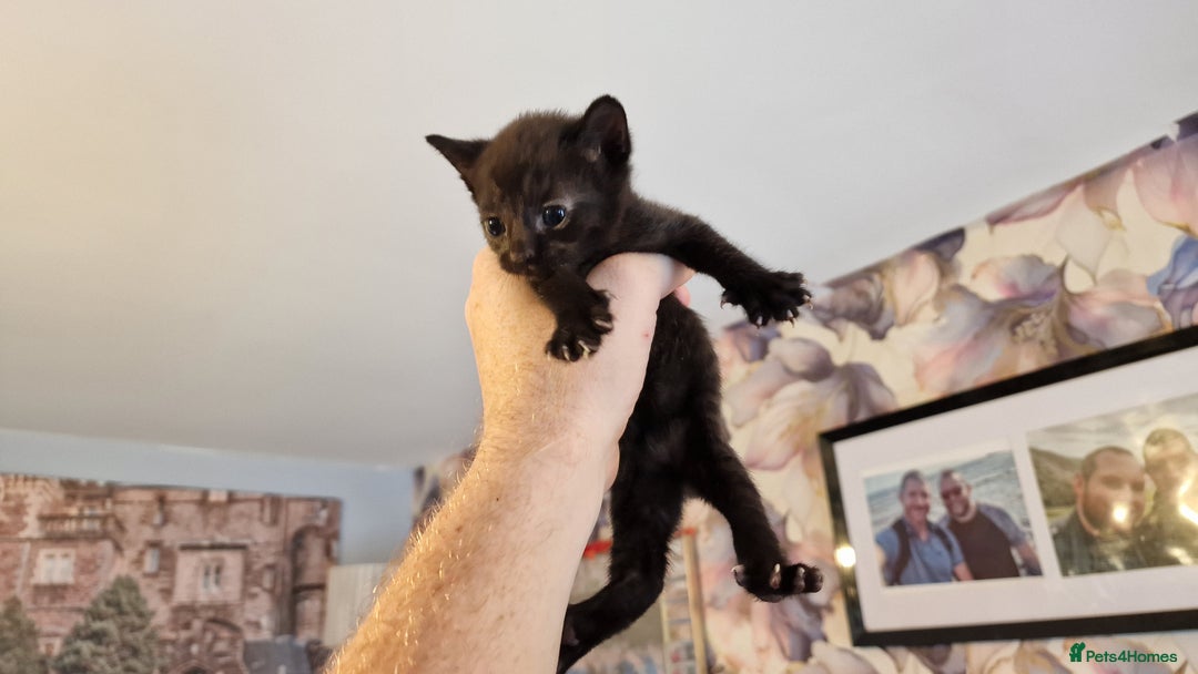 British Shorthair cats for sale: 4 Beautiful Black Kittens  - Image 15
