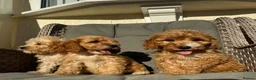 Cockapoo dogs for sale: F1 pra clear Cockapoos (council licensed) - Advert 11