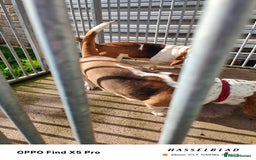 Basset Hound dogs for sale: 🐾 Two Beautiful Female Basset Hounds🐾 - Image 7
