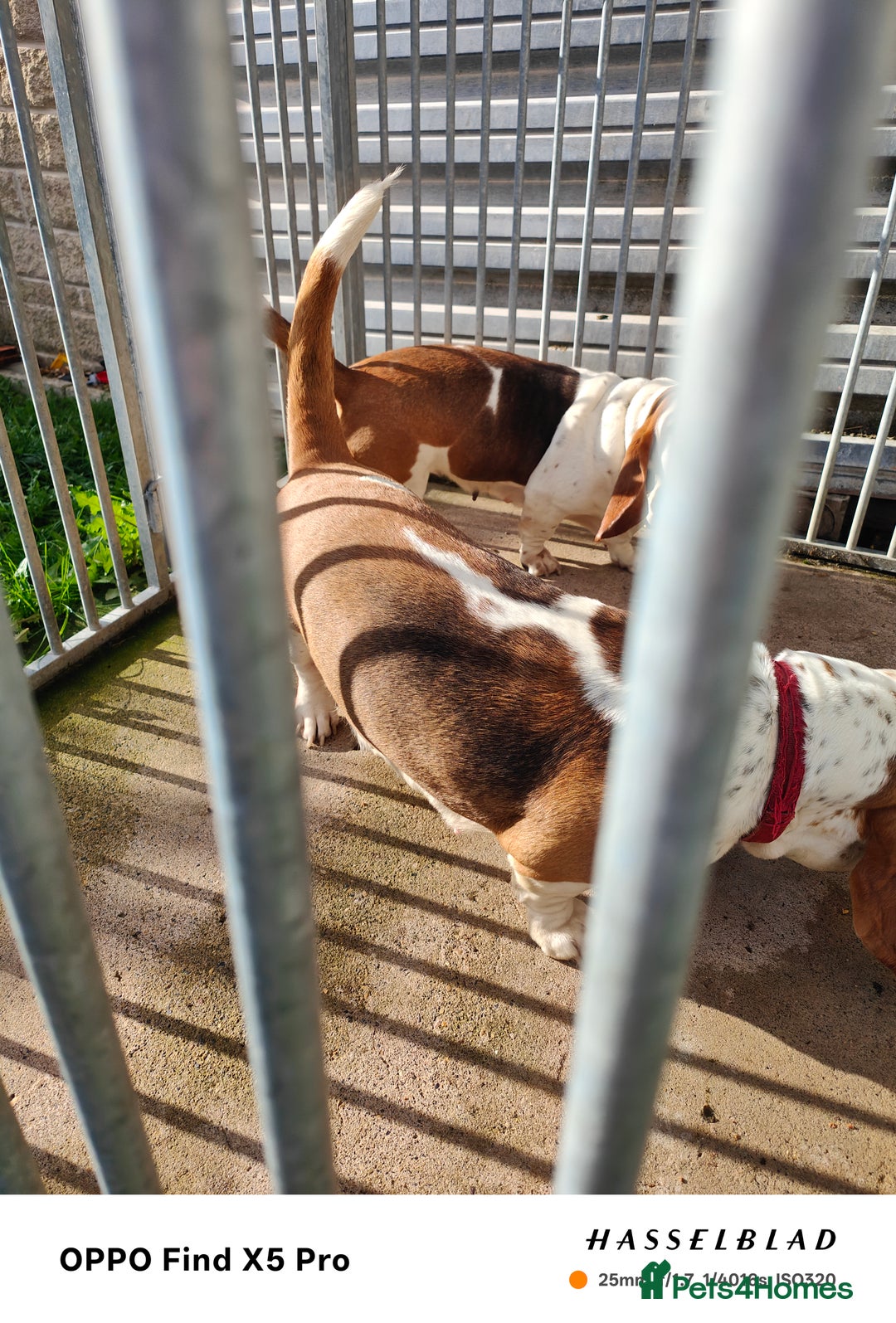 Basset Hound dogs for sale: 🐾 Two Beautiful Female Basset Hounds🐾 - Image 7
