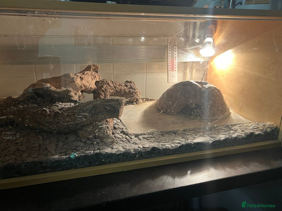 Python Snake reptiles for sale: Carpet python Named Patricia - Advert 3