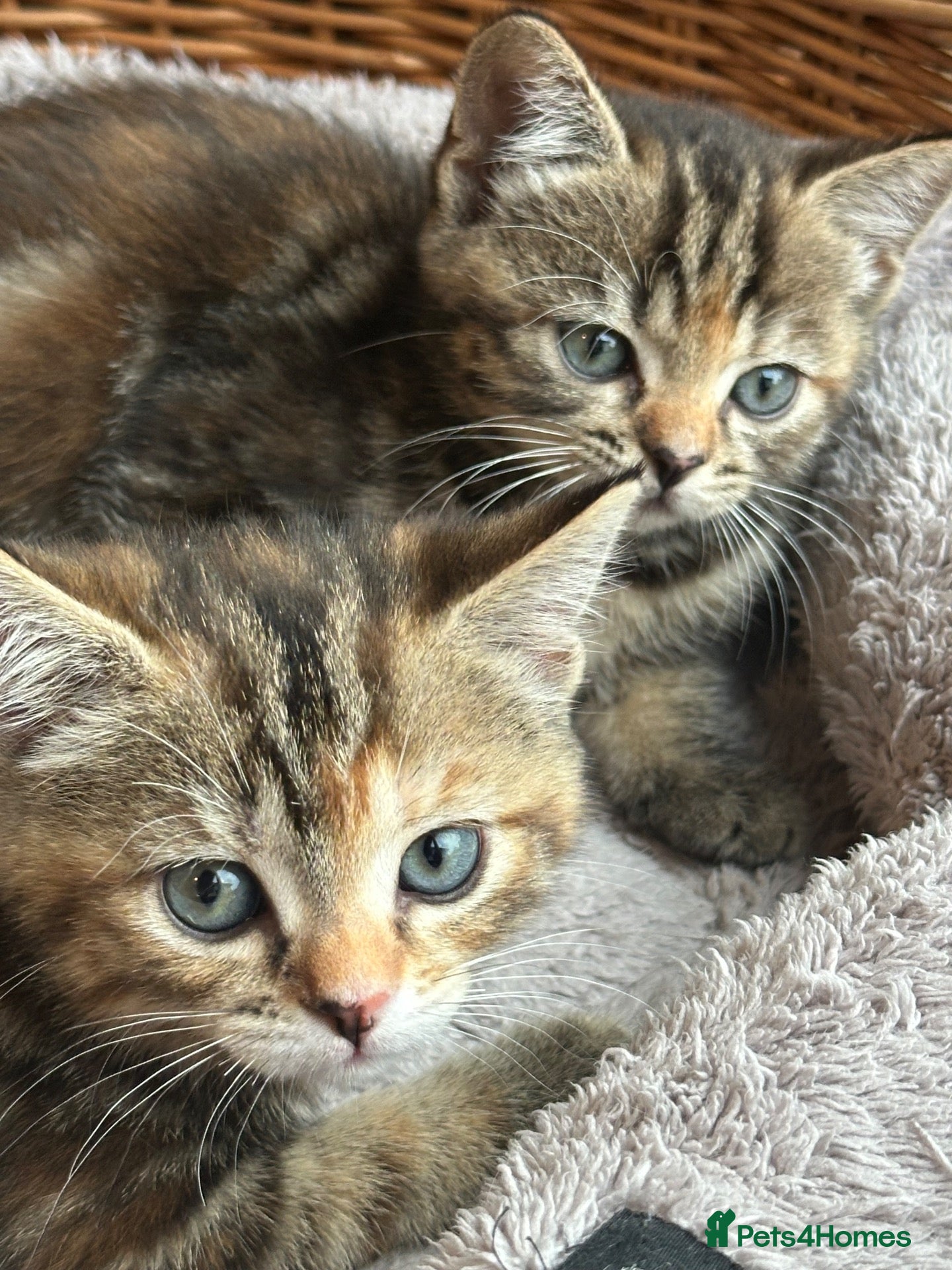 British Shorthair cats  Pedigree Tabby British Shorthairs  - Advert 1