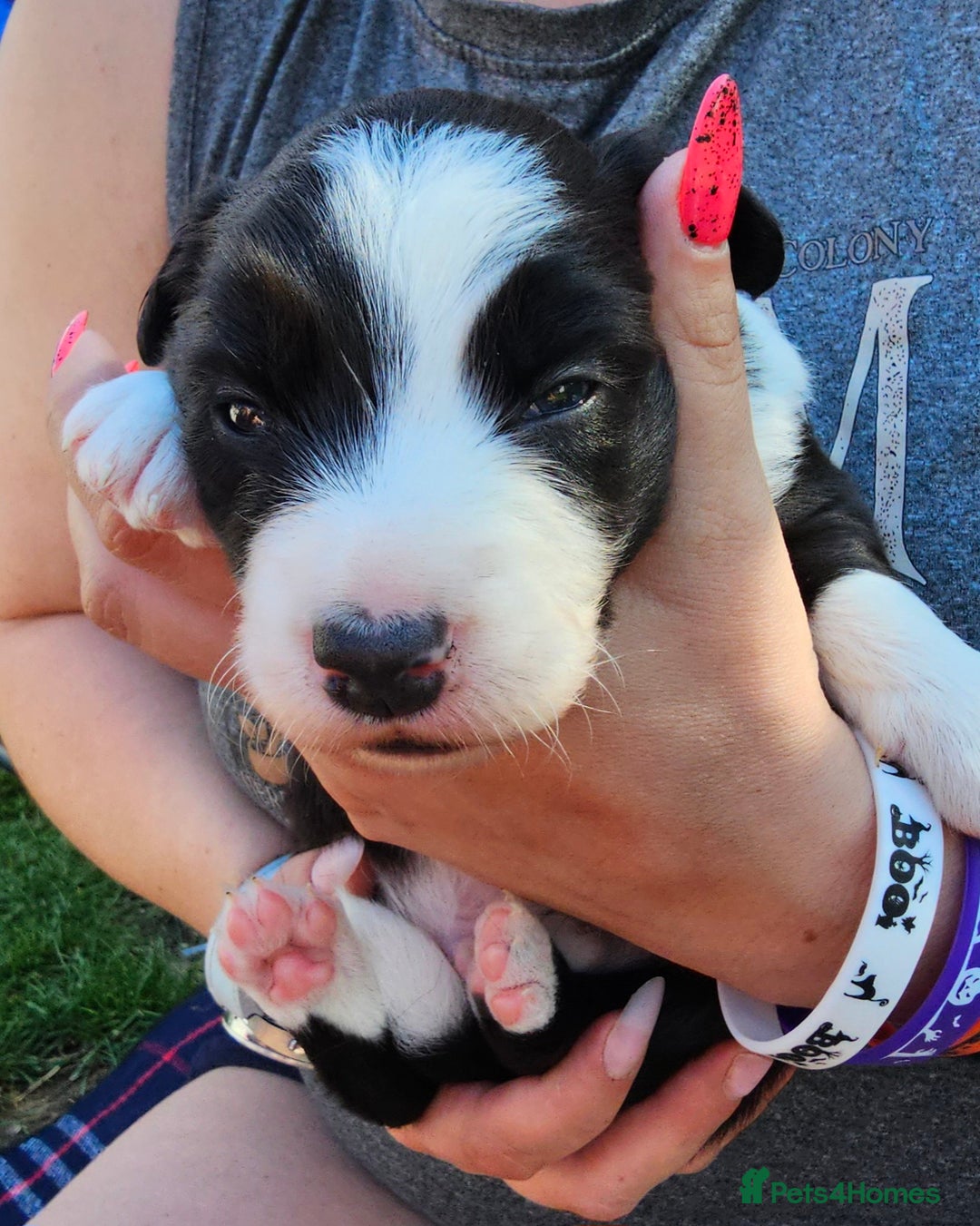 Sprollie dogs for sale: Puppies from Border Collie  - Image 6