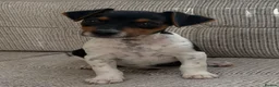 Jack Russell dogs for sale: Traditional short-legged Jack Russell puppy’s. - Advert 5