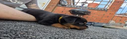 Rottweiler dogs for sale: 4 rottweiler boys  - Advert 8