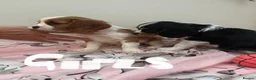 Cavalier King Charles Spaniel dogs for sale: ⭐️⭐️⭐️⭐️⭐️ King Charles cavalier puppy’s  - Advert 11