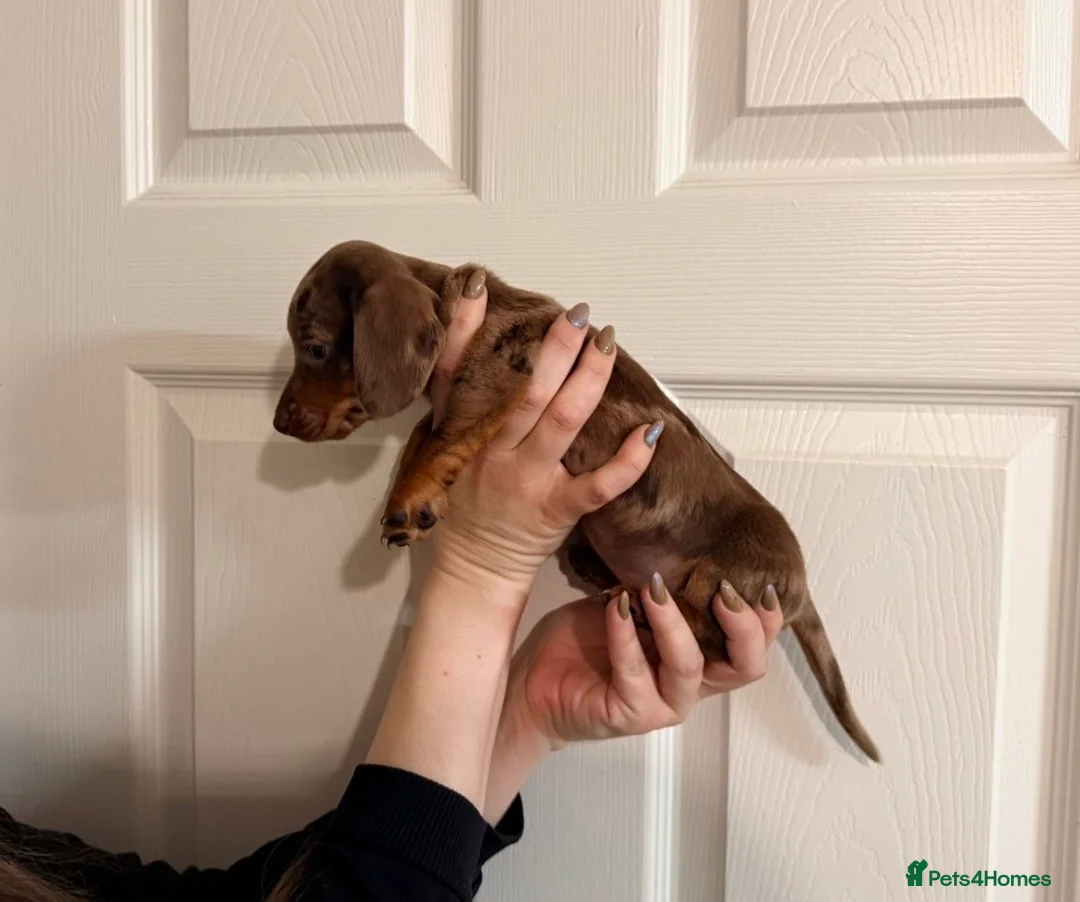 Miniature Dachshund dogs for sale: 🐾 MINI DASCHUND PUPPIES 🐾 - Advert 4