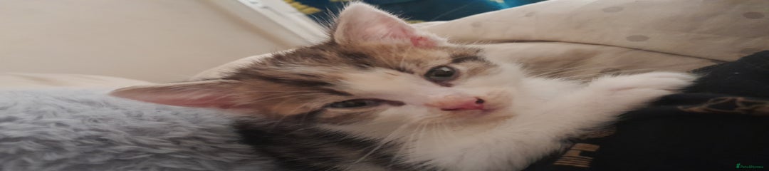 Mixed Breed Kitten 2