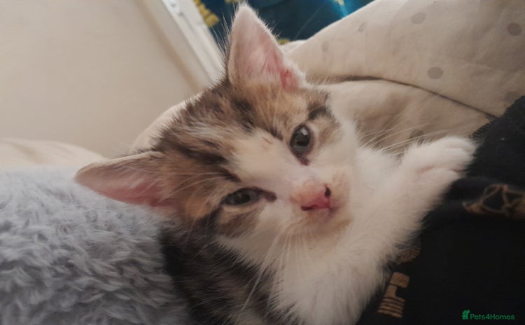 Mixed Breed cats - Advert 1