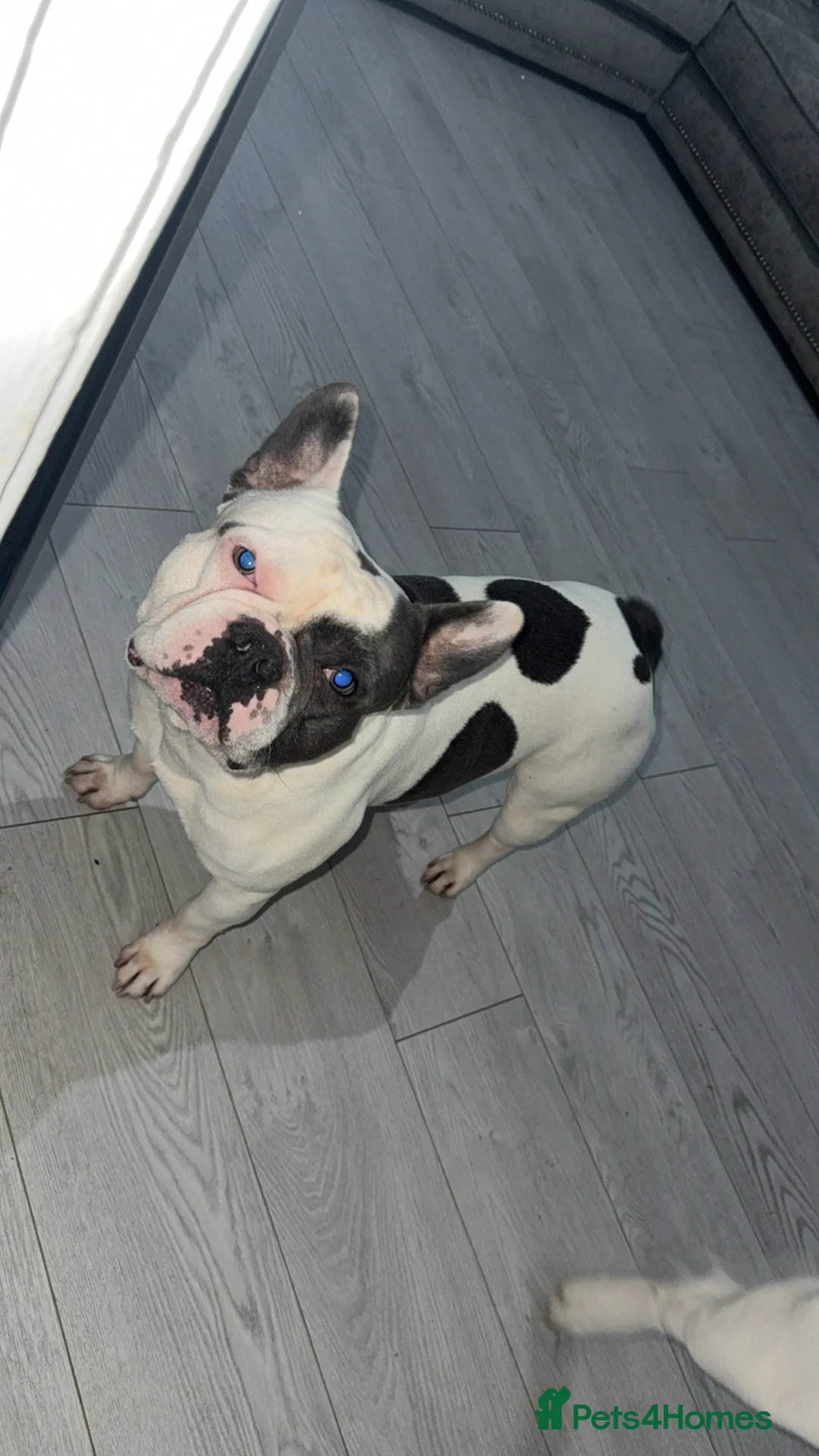 French Bulldog dogs for sale: French bulldog puppy  - Advert 3