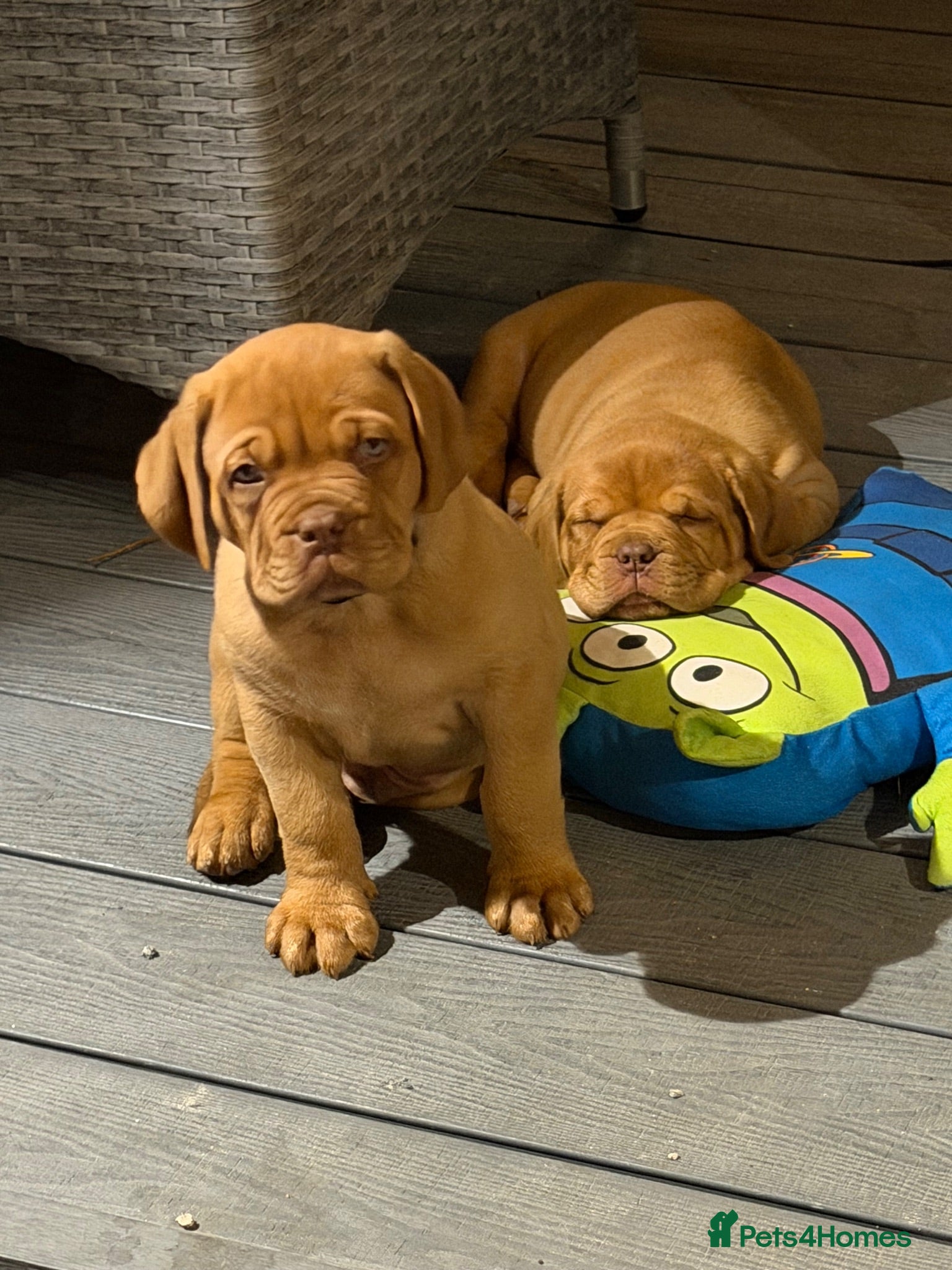 Dogue De Bordeaux dogs Ready to leave this weekend  - Advert 2