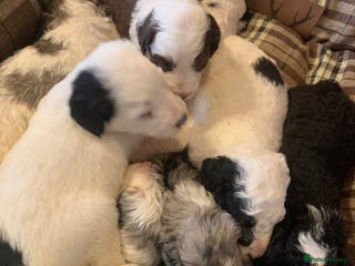 Sheepadoodle dogs Medium Size Sheepadoodle F1b. - Advert 15