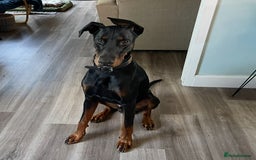 Dobermann dogs for sale: 10 Month, Doberman male  - Image 2