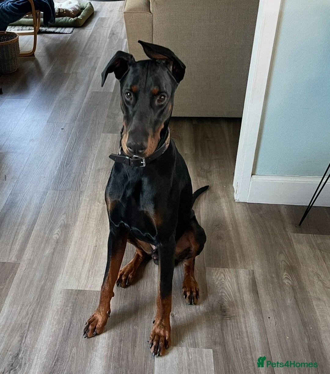 Dobermann dogs for sale: 10 Month, Doberman male  - Image 2