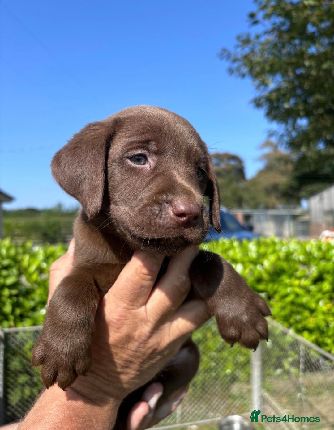 Labrador Retriever dogs for sale: Quality Working Labrador pups for sale  - Advert 1