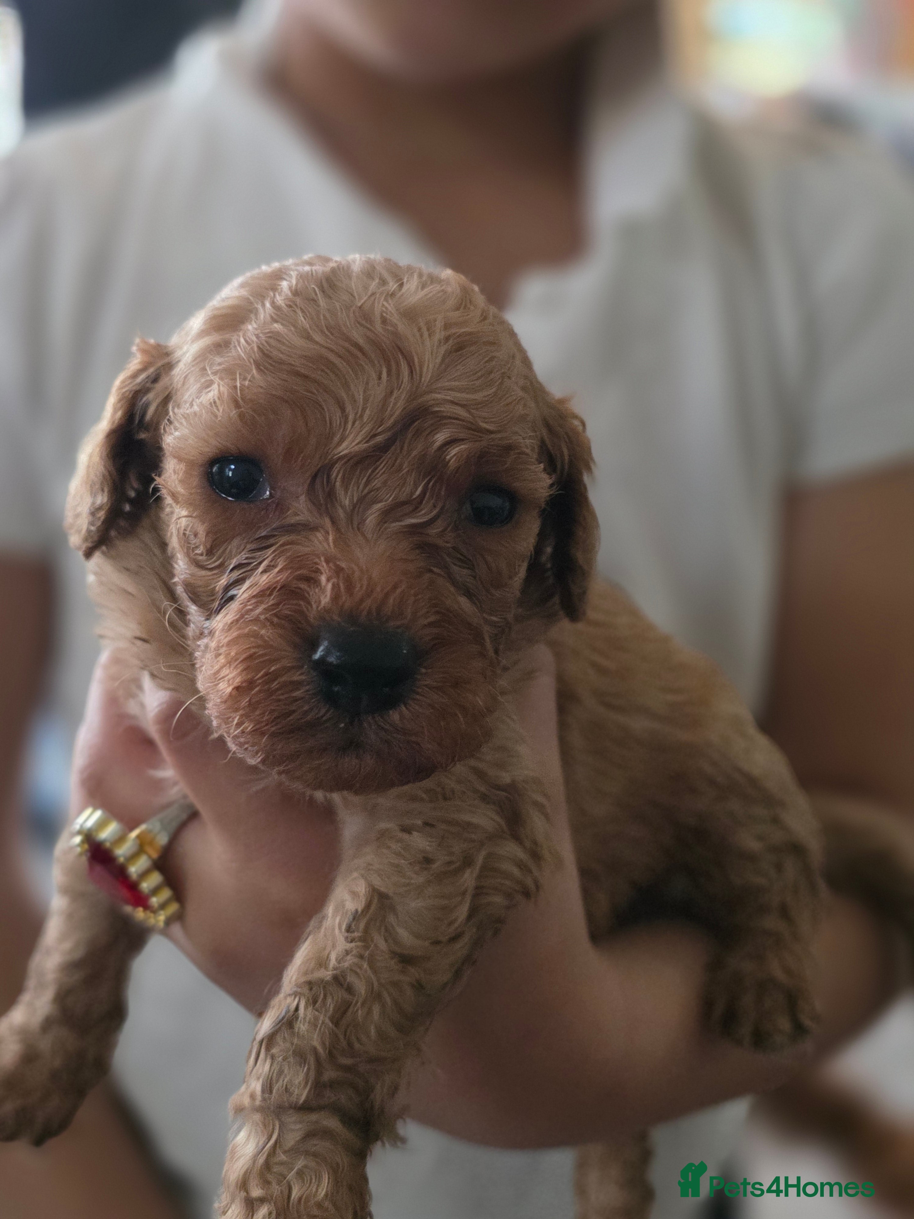 Maltipoo dogs Georgous Maltipoo puppies  - Advert 4