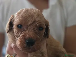 Maltipoo dogs Georgous Maltipoo puppies - Advert 4