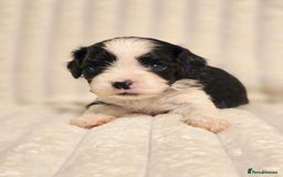 Cavapoo dogs for sale: Adorable Cavapoo Pups fully health tested parents - Image 9