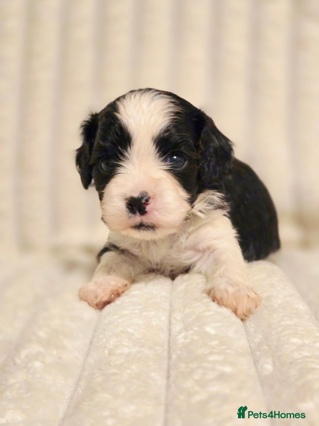 Cavapoo dogs for sale: Adorable Cavapoo Pups fully health tested parents - Image 9
