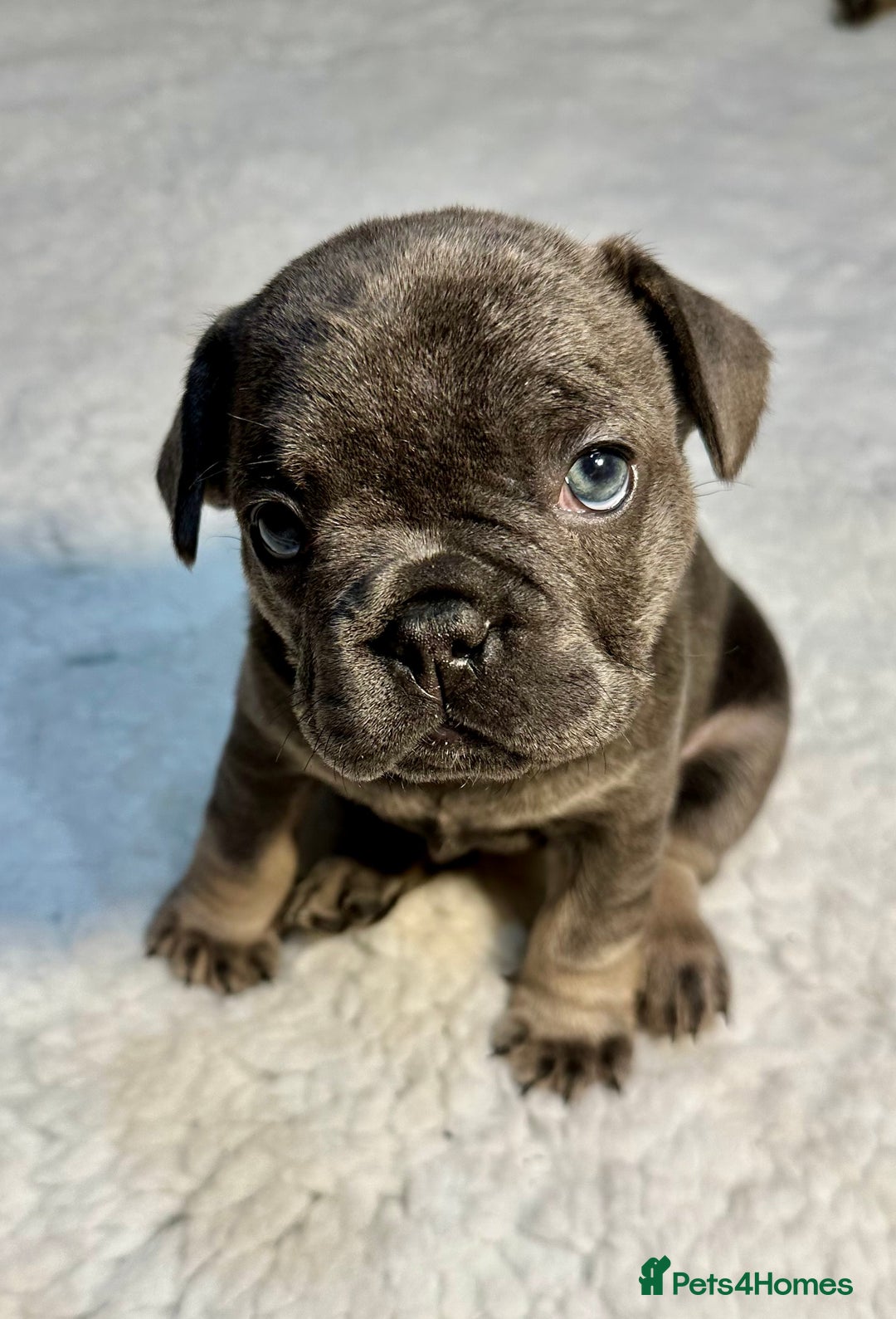 French Bulldog dogs for sale: 🐾 French Bulldog Puppies Available 🐾 - Advert 2