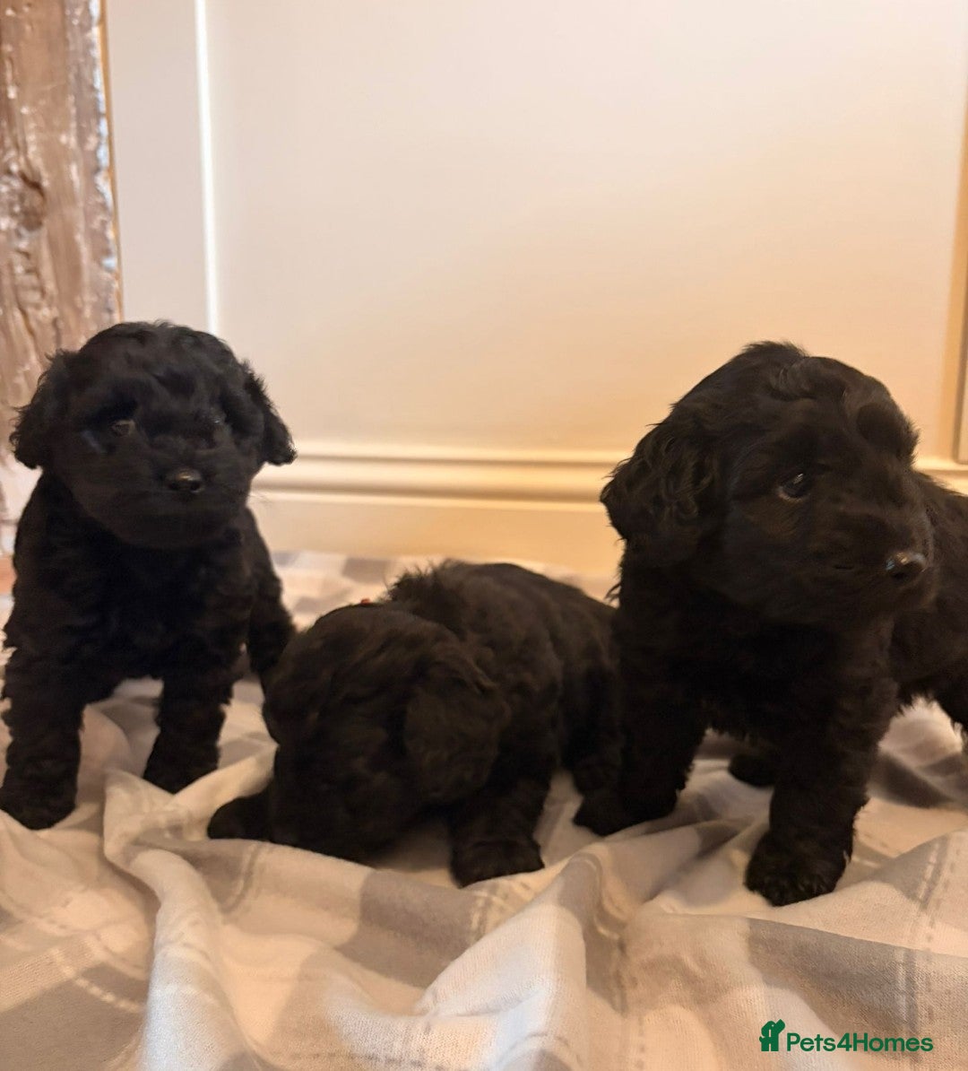 Cockapoo dogs F1b cockapoos  - Advert 1