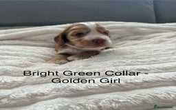 Cocker Spaniel dogs for sale: Beautiful Cocker Spaniel Puppies  - Image 16