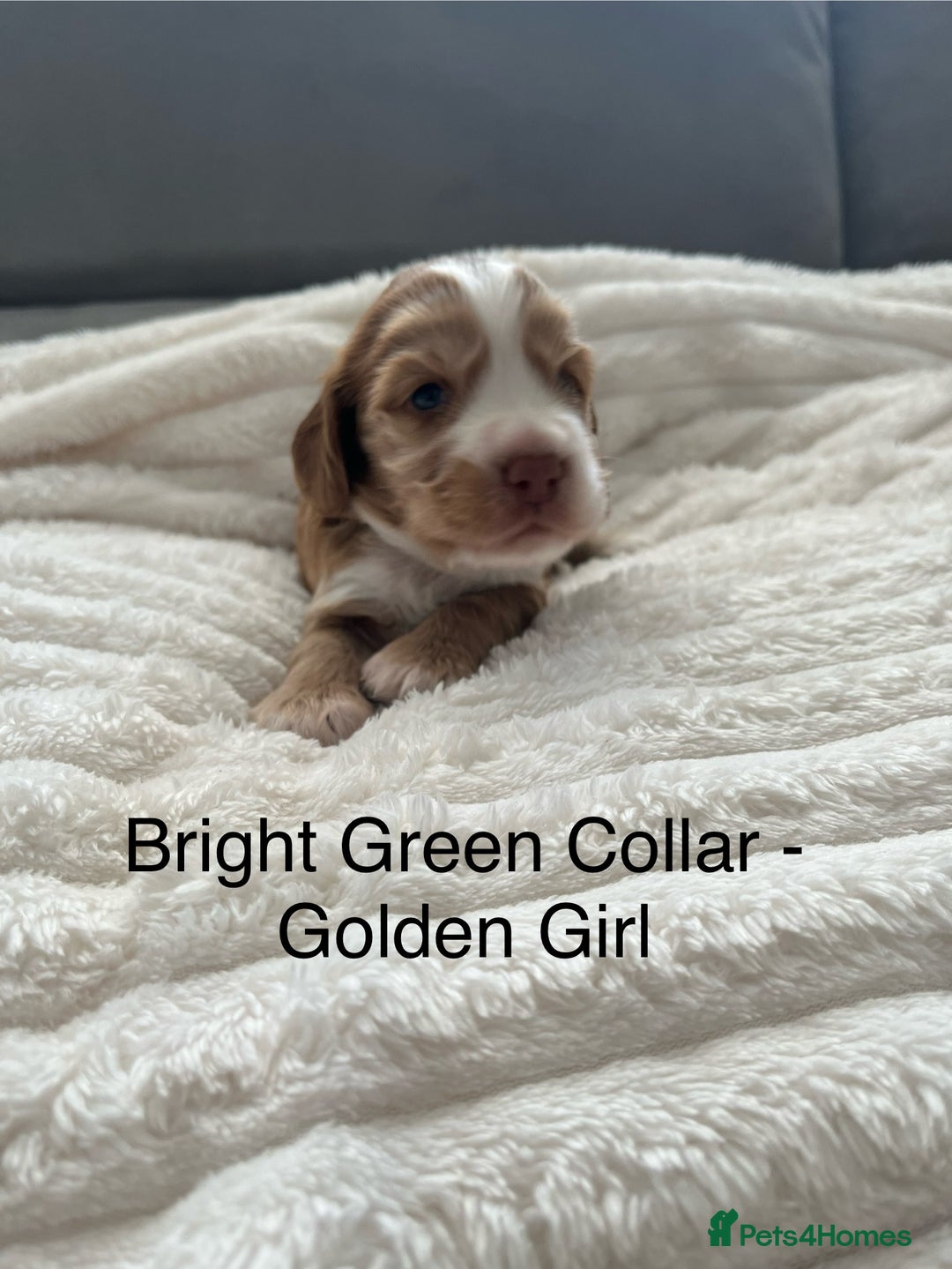 Cocker Spaniel dogs for sale: Beautiful Cocker Spaniel Puppies  - Image 16