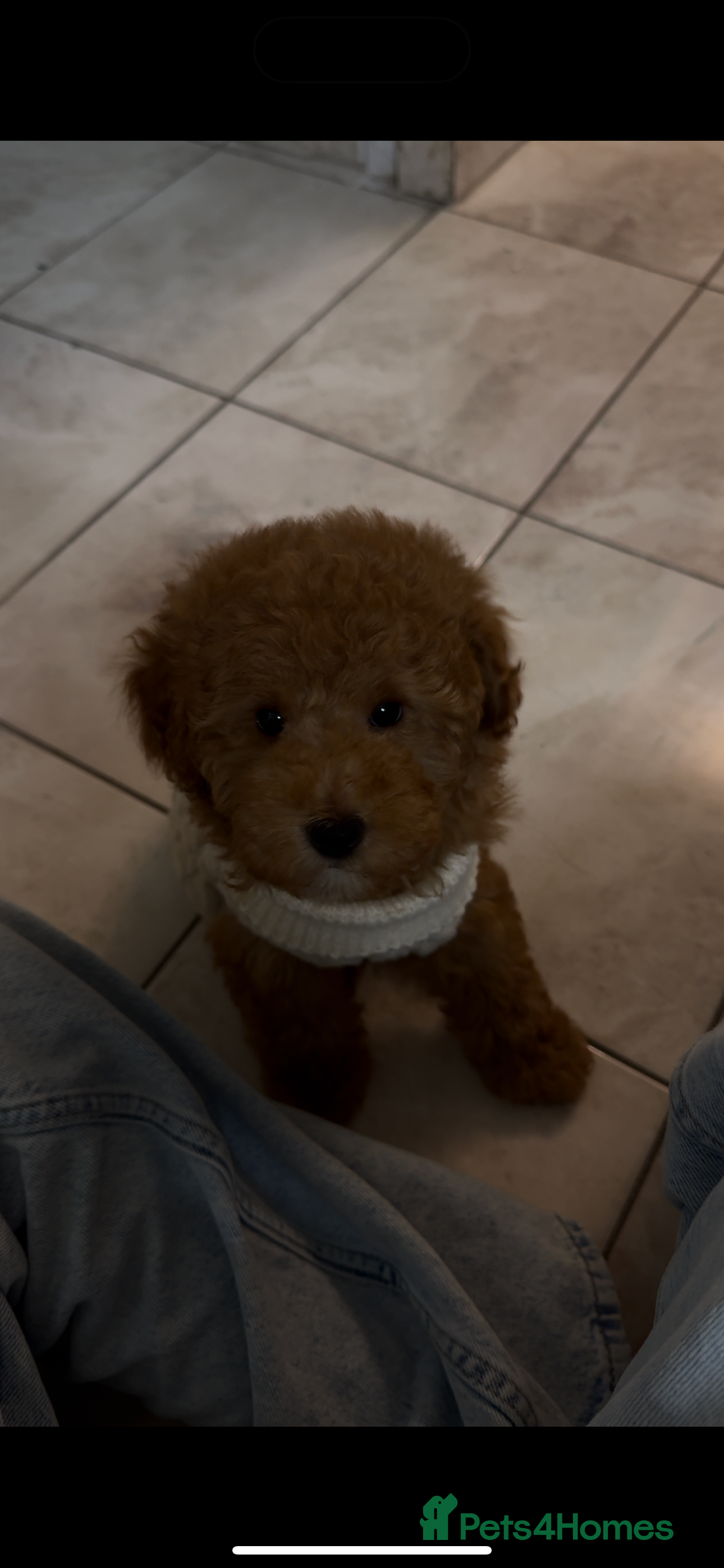 Toy Poodle dogs Teddy - Advert 4