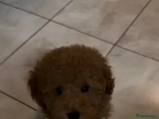 Toy Poodle dogs Teddy - Advert 4