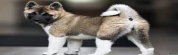 Akita dogs for sale: Akita puppy  - Advert 1