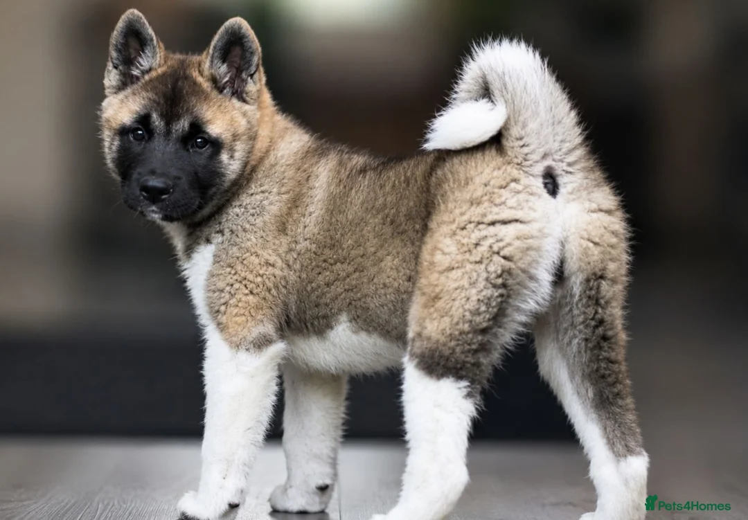 Akita dogs for sale: Akita puppy  - Advert 1