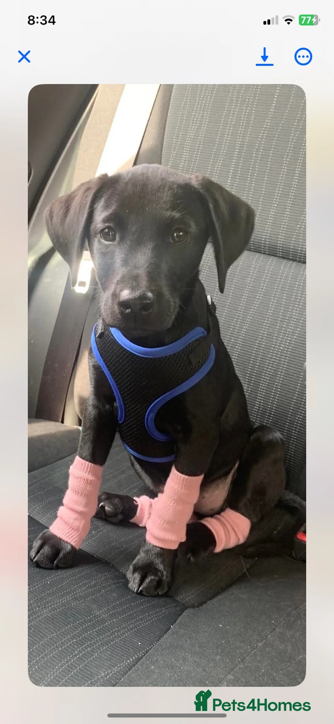Labrador Retriever dogs for sale: Kc registered working Labrador puppies  - Advert 3