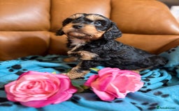 Cavapoo dogs for sale: Ruby &black n tan boys and girls  - Image 15