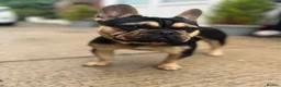French Bulldog dogs for sale: Rehoming  in Rhyl - Advert 2