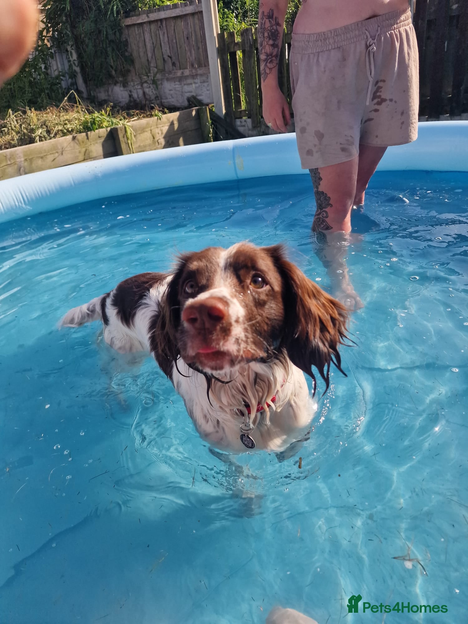 English Springer Spaniel dogs Stud springer spaniel Kc registered, full pedigree - Advert 2