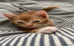Domestic Shorthair cats for sale: One gorgeous female ginger tabby for sale  - Image 5