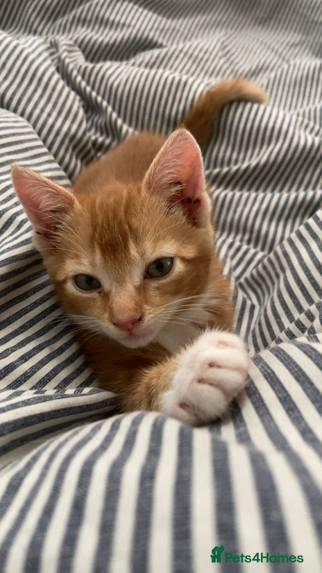 Domestic Shorthair cats for sale: One gorgeous female ginger tabby for sale  - Image 5