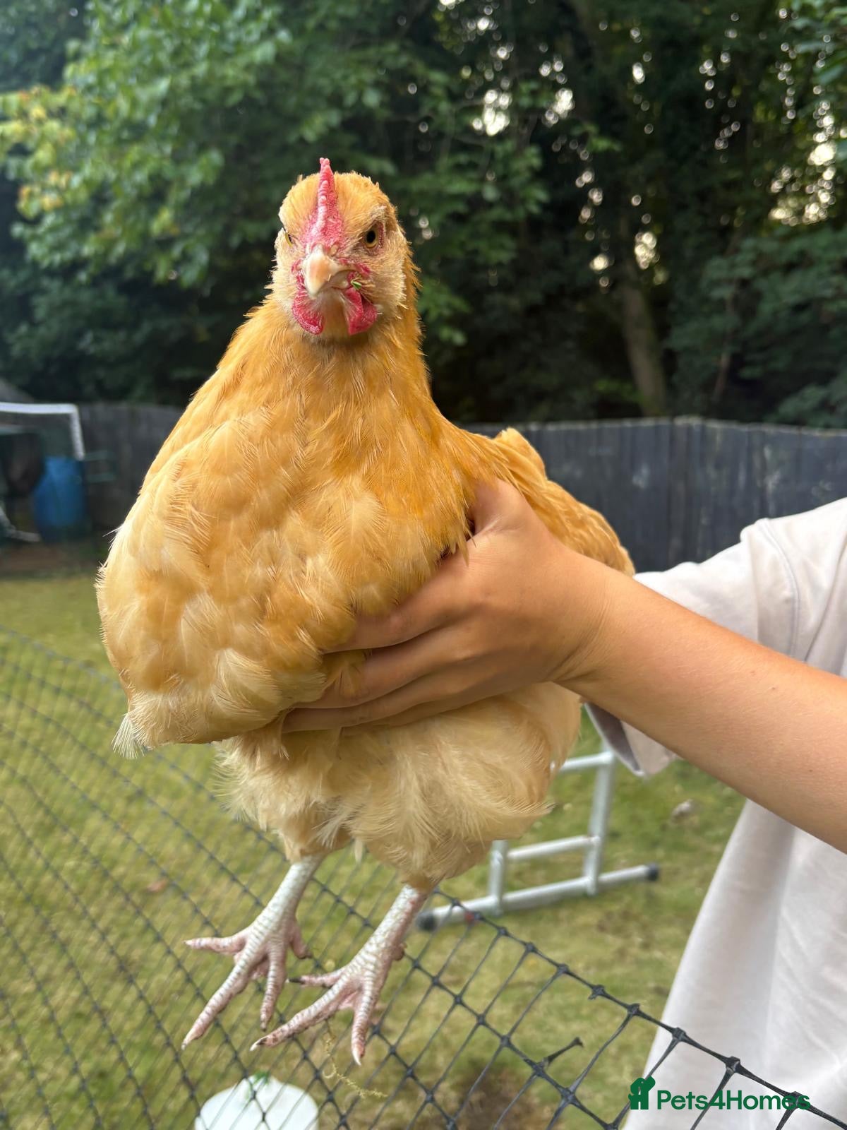 Chickens poultry 2x Buff Orpington Cockerels looking for a new home - Advert 2