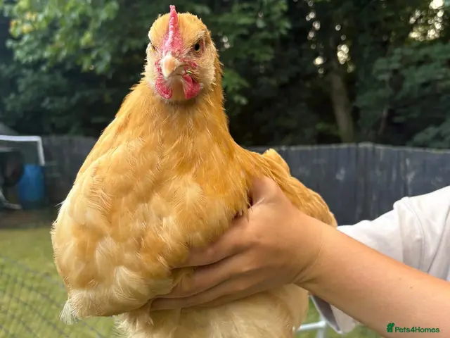Chickens poultry for sale: 2x Buff Orpington Cockerels looking for a new home - Advert 2