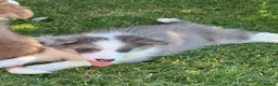 Border Collie dogs for sale: KC Registered, Health tested, Fully Vaccinated  - Advert 26