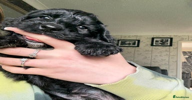 Cockapoo dogs in Wolverhampton - Advert 14