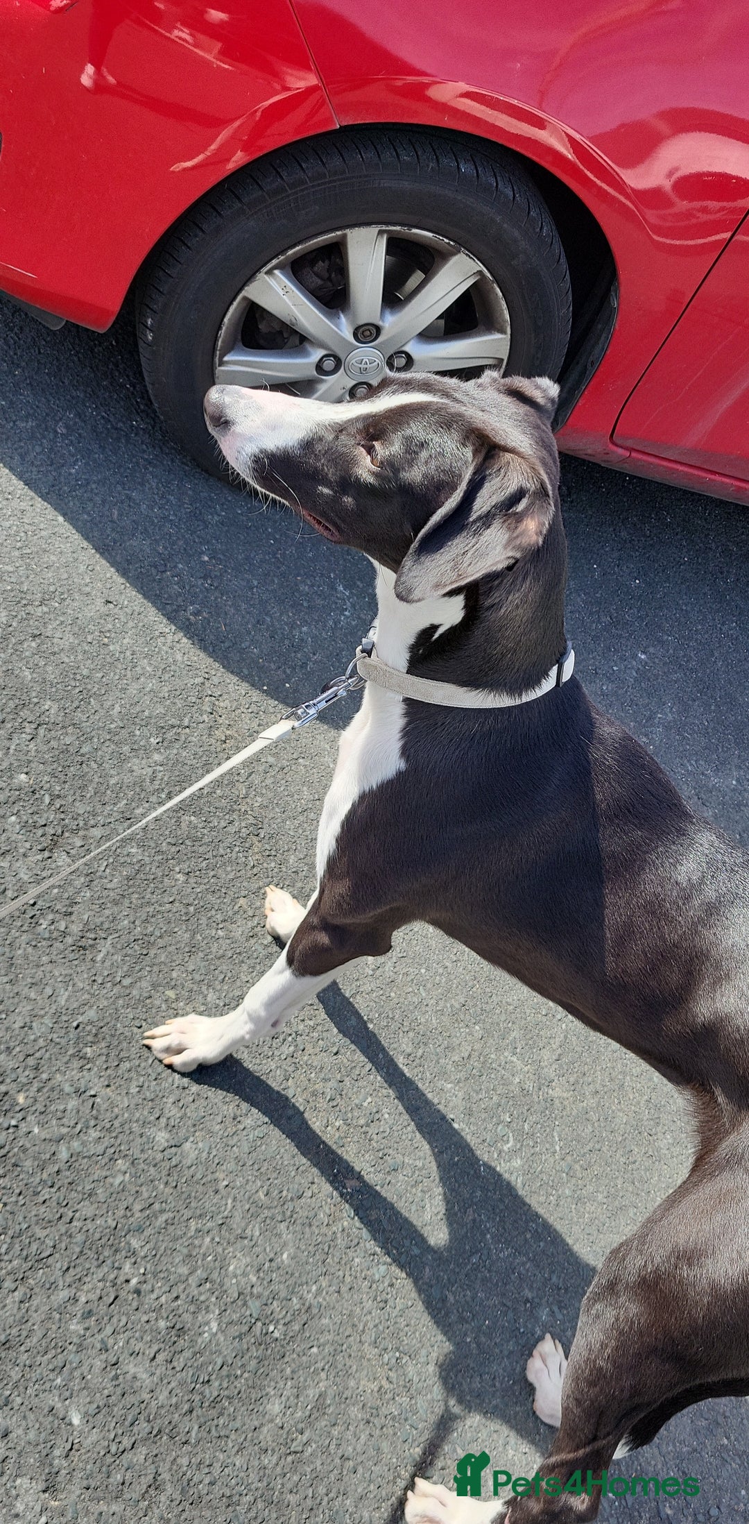 Mixed Breed dogs for sale: Lurcher 4year old blaze  - Advert 3