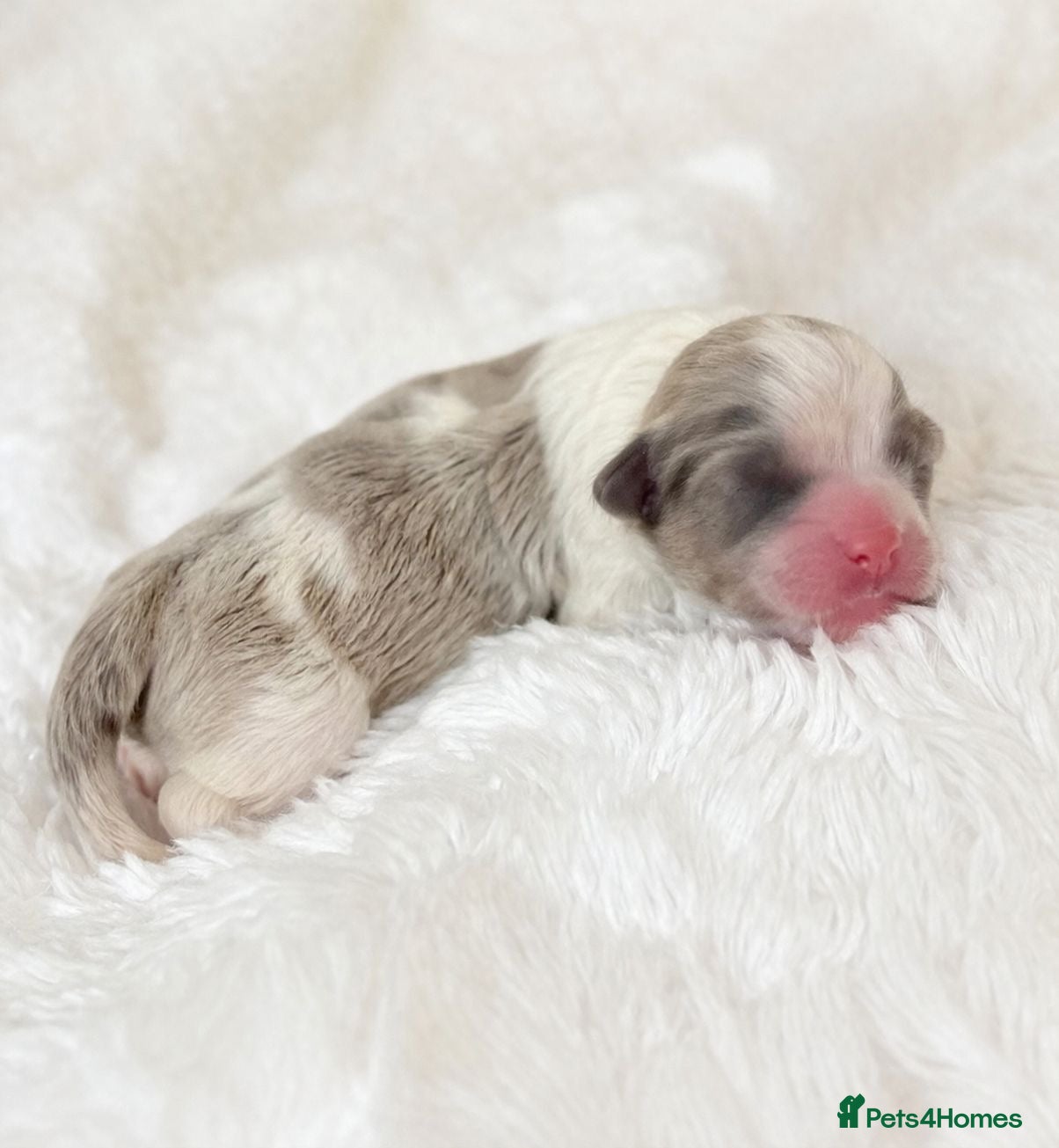 Shih Tzu dogs Standard Health Tested Kennel Club - Advert 1